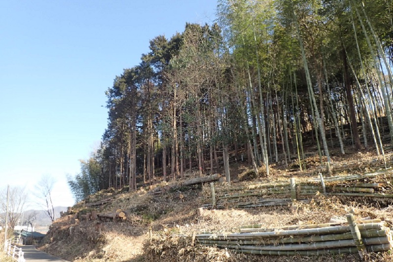 里山防災林整備